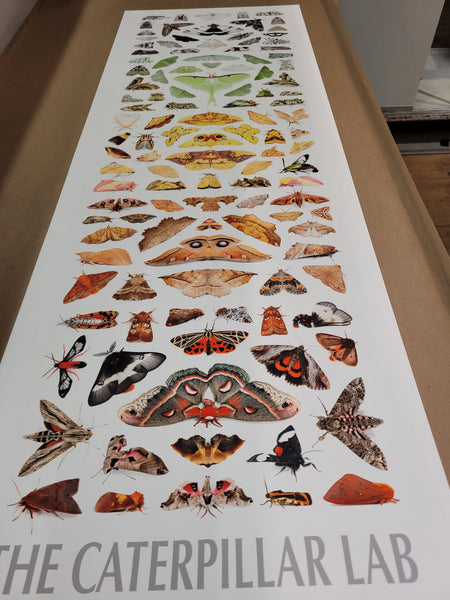Fine Art “Tower of Color: Moths” Print