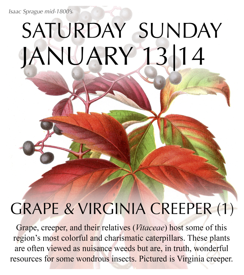 2024 Caterpillar-A-Day 365 Calendar - Host Plants Edition – The Caterpillar Lab 2024 Caterpillar-A-Day 365 Calendar - Host Plants Edition – The Caterpillar Lab
