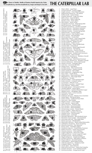Fine Art “Tower of Color: Moths” Print