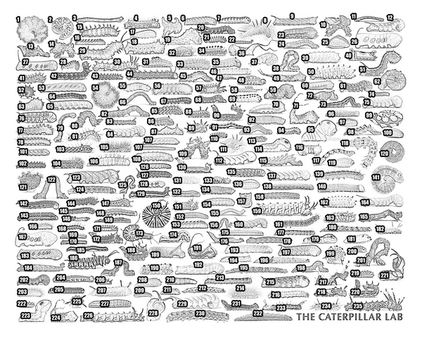 Rainbow of Caterpillars POSTER PRINTS