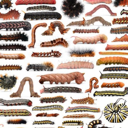 Rainbow of Caterpillars POSTER PRINTS