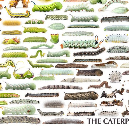 Rainbow of Caterpillars POSTER PRINTS