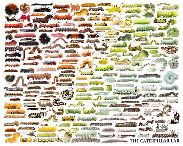 Rainbow of Caterpillars POSTER PRINTS