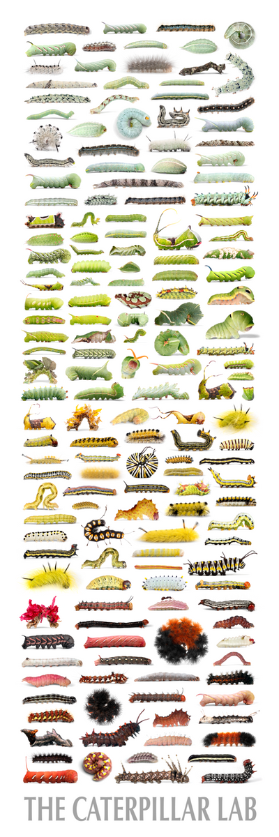Color Tower Caterpillars Poster 12x36in