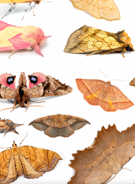 Fine Art “Tower of Color: Moths” Print