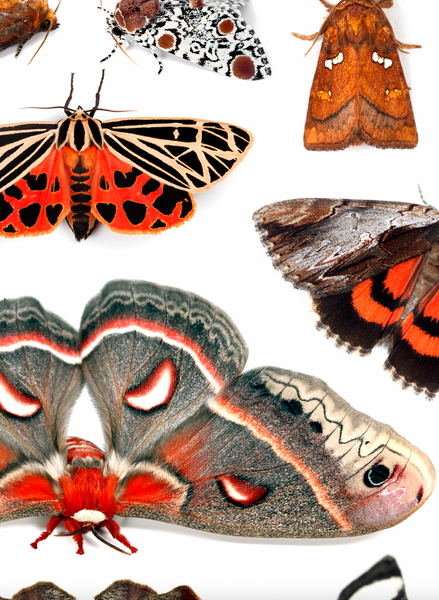 Fine Art “Tower of Color: Moths” Print