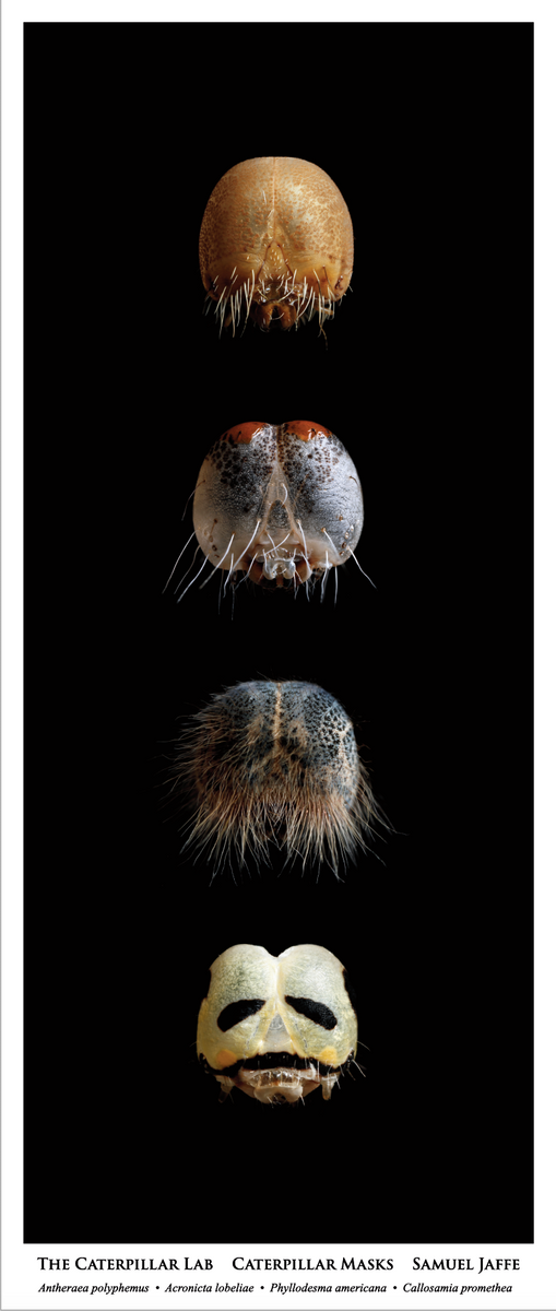 Head Capsule Masks (I) Poster 13x30"