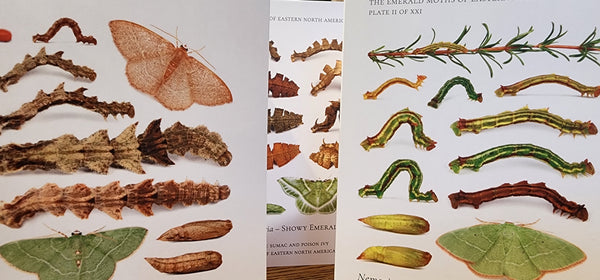 Notecards of Emerald Caterpillars -- "Verdant Geometry"