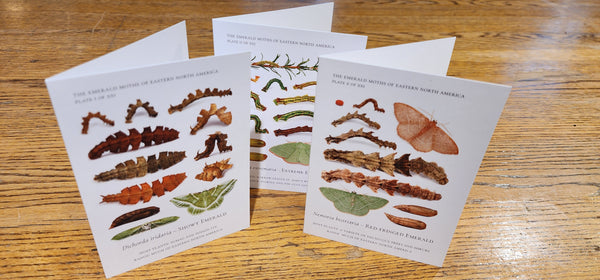 Notecards of Emerald Caterpillars -- "Verdant Geometry"