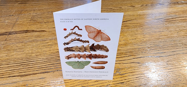 Notecards of Emerald Caterpillars -- "Verdant Geometry"