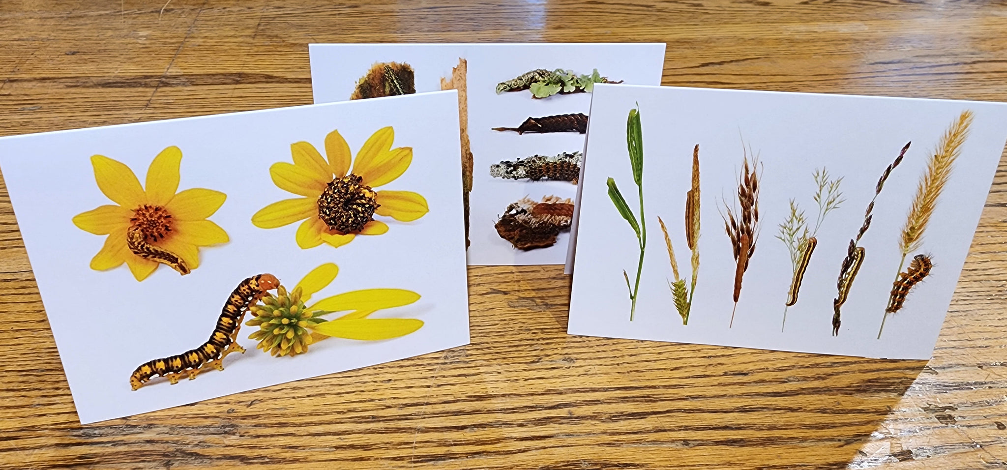 Notecards of Flower Feeding Caterpillars - "Anthomania"