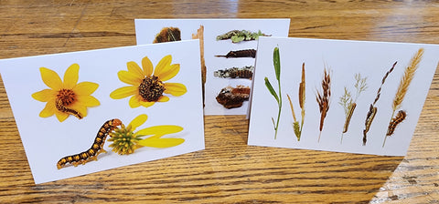 Notecards of Flower Feeding Caterpillars - "Anthomania"