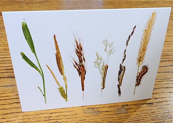 Notecards of Flower Feeding Caterpillars - "Anthomania"