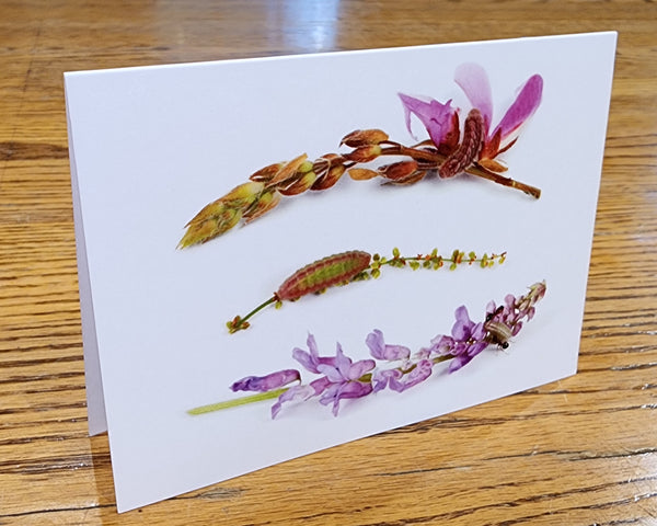 Notecards of Flower Feeding Caterpillars - "Anthomania"
