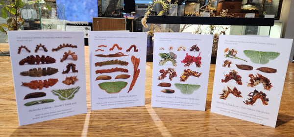 Notecards of Emerald Caterpillars -- "Verdant Geometry"