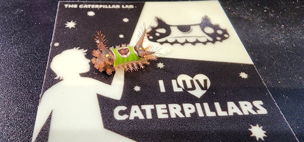 GLOW IN THE DARK Caterpillar Sticker - "LUV Caterpillars"