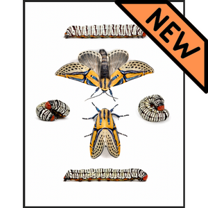 Fine Art Hieroglyphic Moth Print