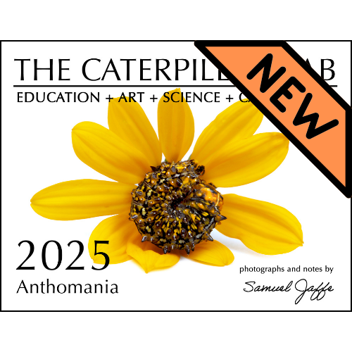 2025 Twelve Month Calendar - Anthomania!