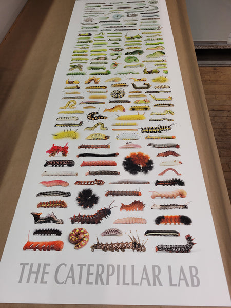 Fine Art “Tower of Color: Caterpillars” Print
