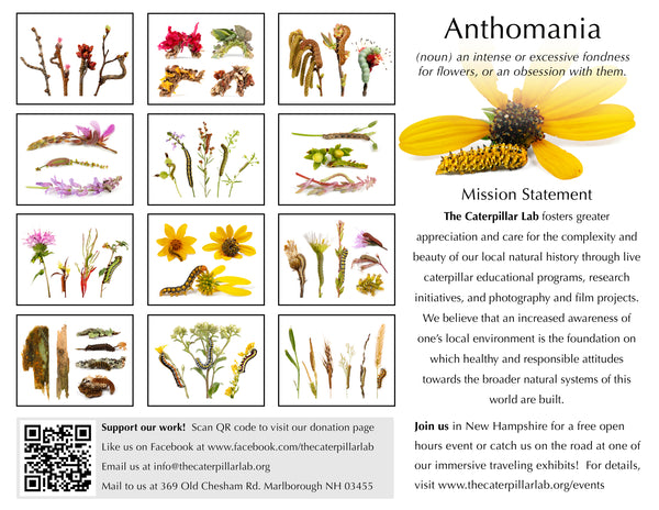 2025 Twelve Month Calendar - Anthomania!