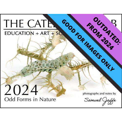 2024 Twelve Month Calendar - Odd Forms in Nature