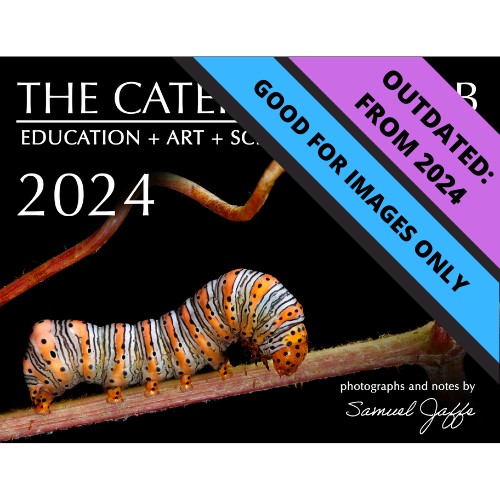 2024 Twelve Month Calendar - Classic Black Background