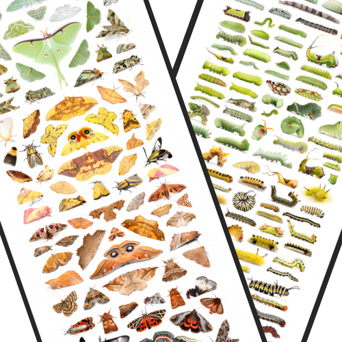 Fine Art “Tower of Color: Moths” and “Tower of Color: Caterpillars” Prints