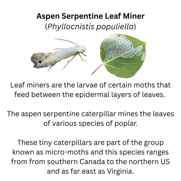 Small Caterpillar Sticker - "Leaf Miner"