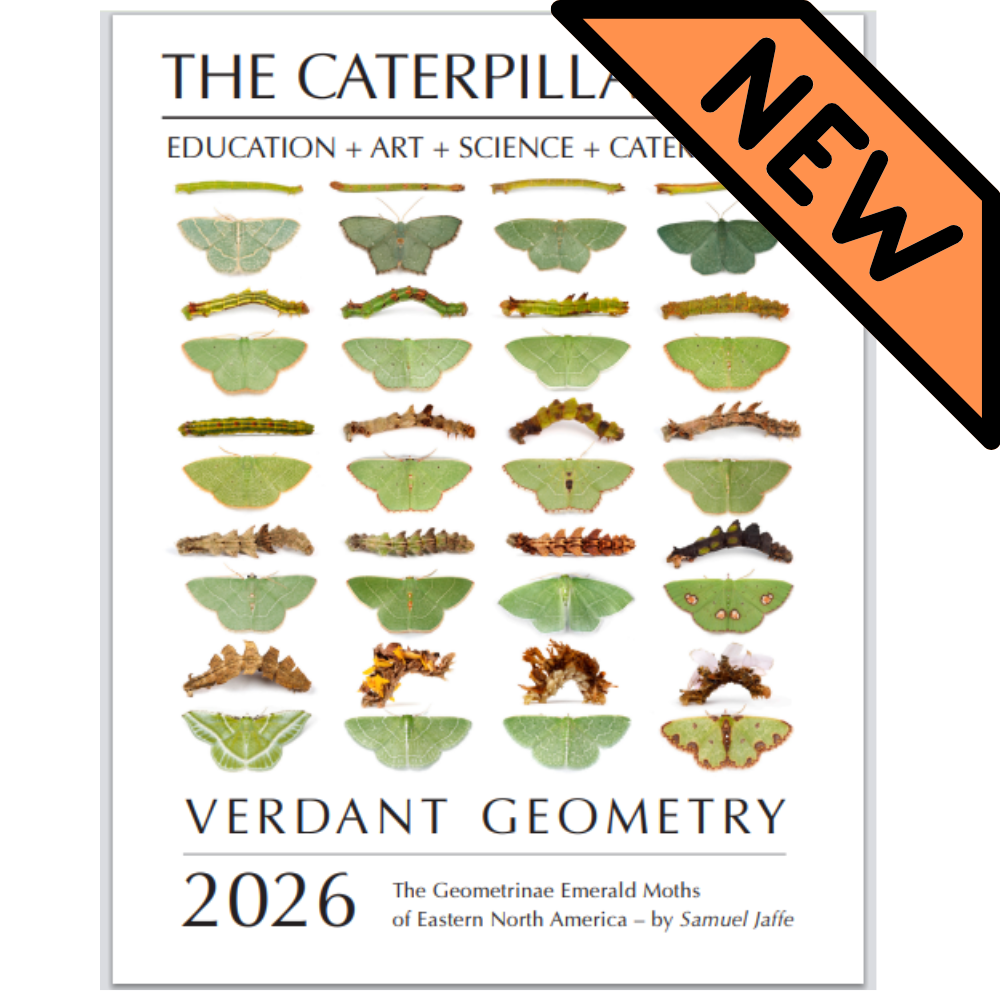 PRESALE: 2026 Twelve Month Calendar -- Verdant Geometry (NEW)