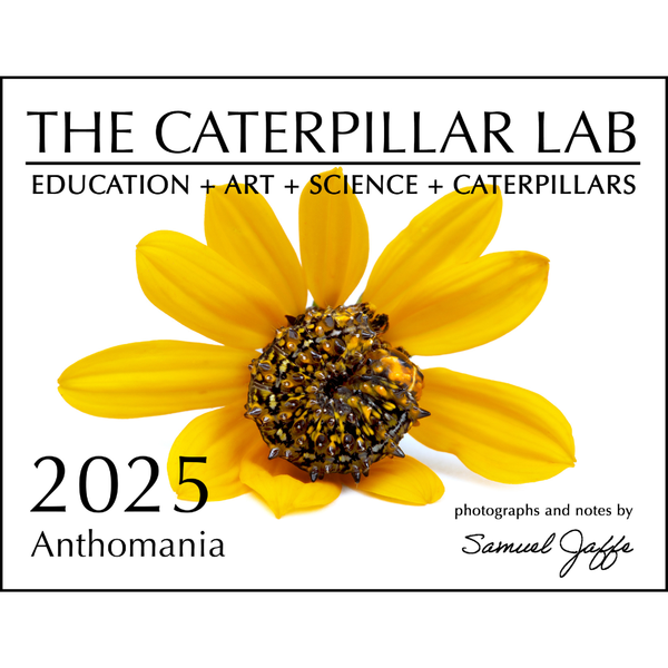 Vintage Calendars - 12-Month and Page-a-day Calendars from previous years