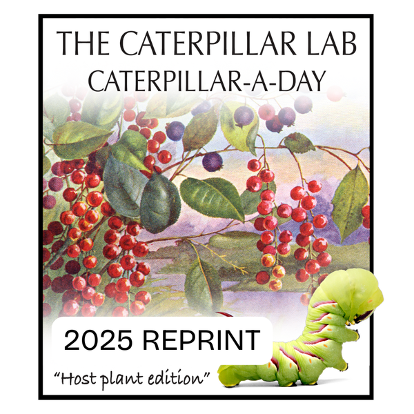 Vintage Calendars - 12-Month and Page-a-day Calendars from previous years