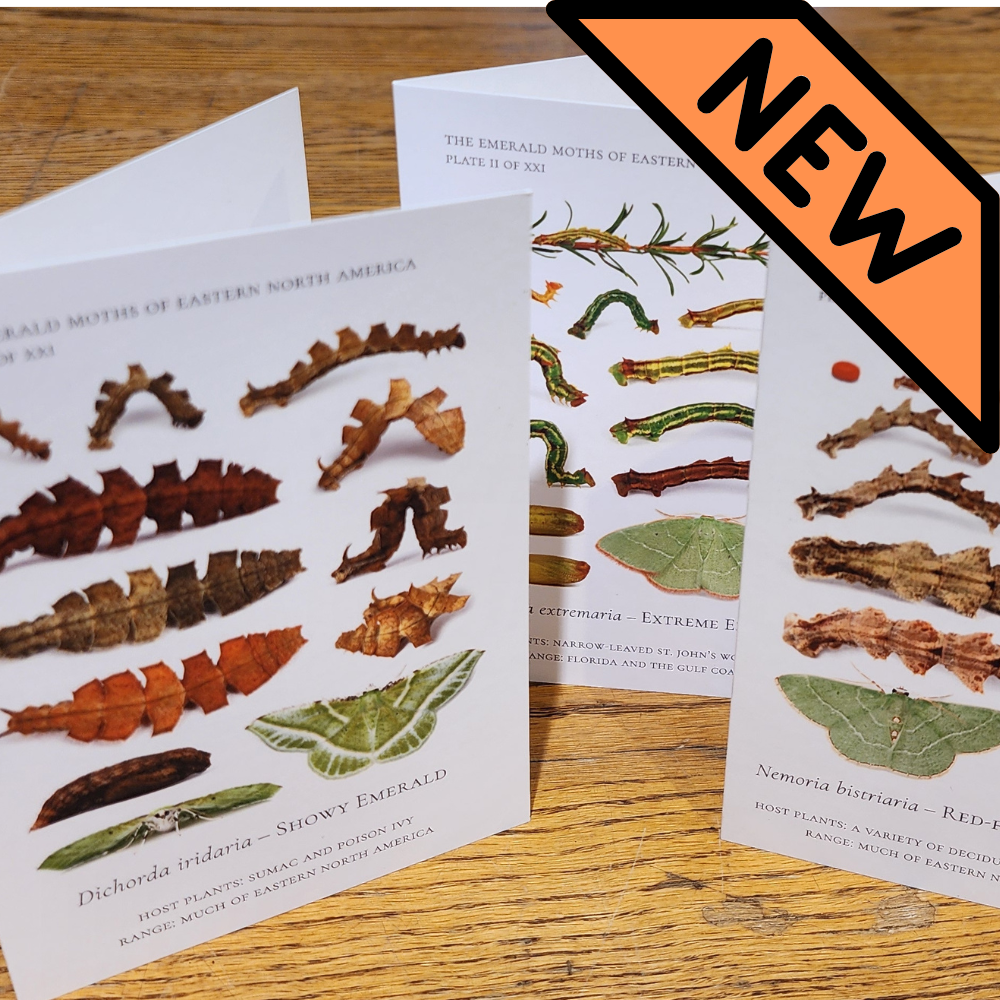 Notecards of Emerald Caterpillars -- "Verdant Geometry"