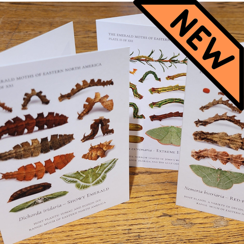 Notecards of Emerald Caterpillars -- "Verdant Geometry"