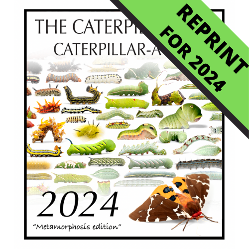 2024 Caterpillar-A-Day 365 Calendar - Metamorphosis Edition REPRINT