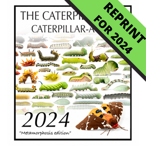 2024 Caterpillar-A-Day 365 Calendar - Metamorphosis Edition REPRINT