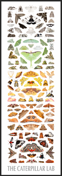 Color Tower Moths Poster 12x36in