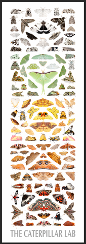 Color Tower Moths Poster 12x36in