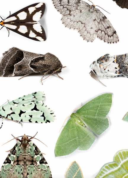 Color Tower Moths Poster 12x36in