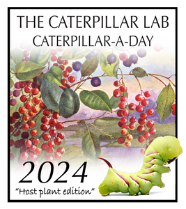 2024 Caterpillar-A-Day 365 Calendar - Host Plants Edition