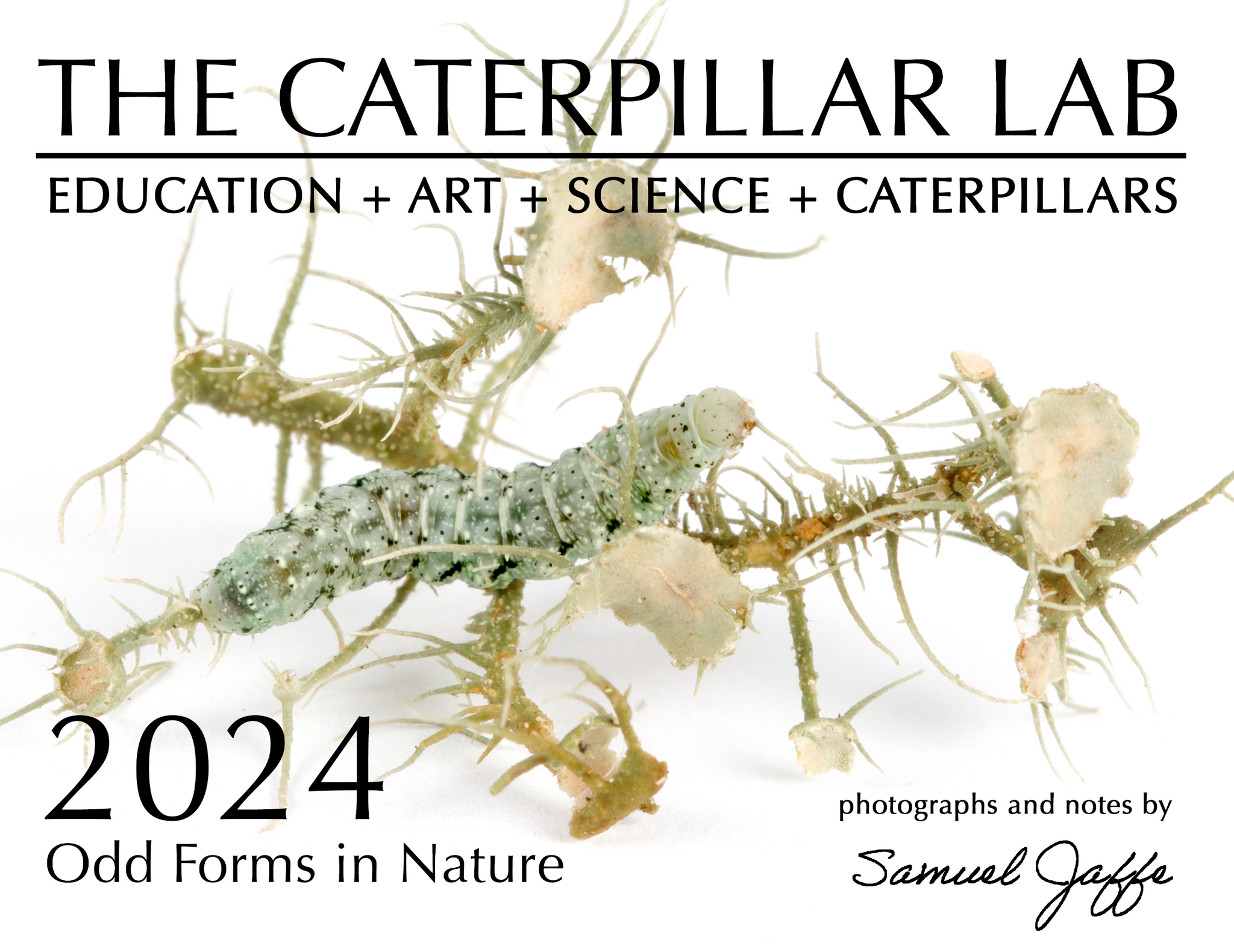 2024 Twelve Month Calendar - Odd Forms in Nature