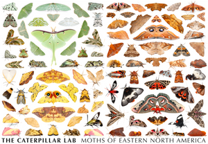 Rainbow of Moths 1000 PIECE PUZZLE