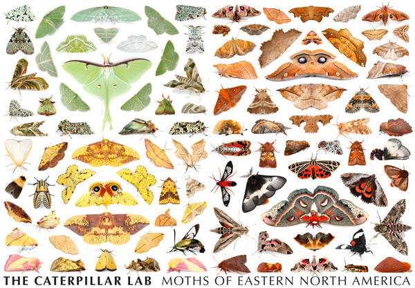 Rainbow of Moths 1000 PIECE PUZZLE