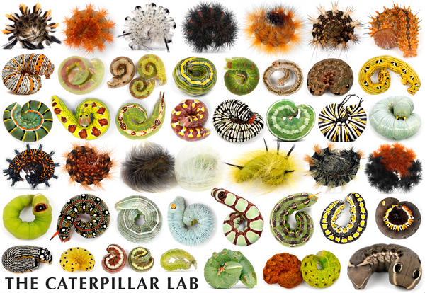 Roly-Poly Caterpillars 1000 PIECE PUZZLE