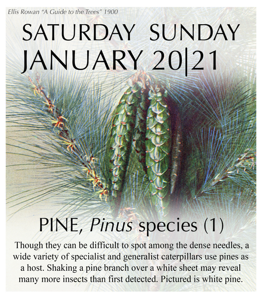 2024 Caterpillar-A-Day 365 Calendar - Host Plants Edition