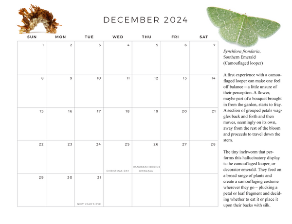 2024 Twelve Month Calendar - Odd Forms in Nature