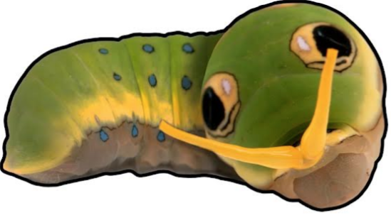 Metal Pin - Spicebush Swallowtail