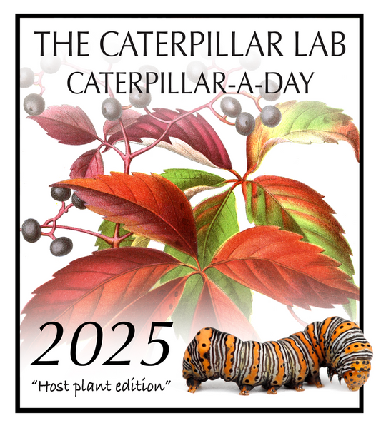 2025 Caterpillar-A-Day 365 Calendar - Host Plants Edition REPRINT