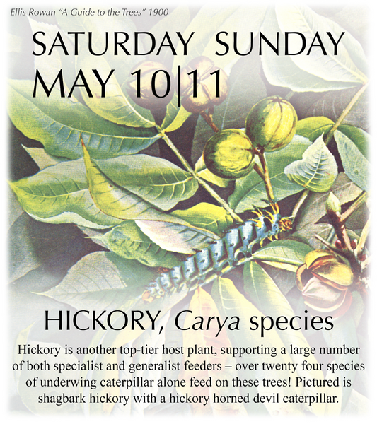 2025 Caterpillar-A-Day 365 Calendar - Host Plants Edition REPRINT