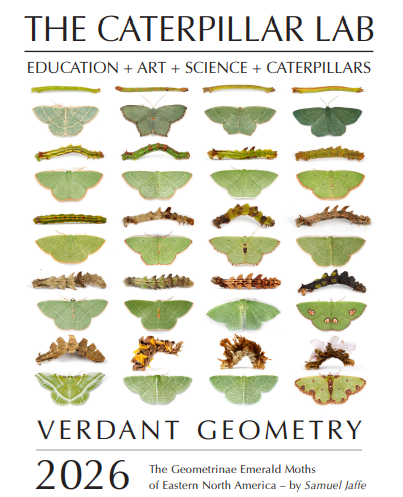 2026 Twelve Month Calendar -- Verdant Geometry