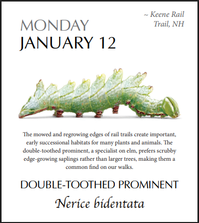 PRESALE: 2026 Caterpillar-A-Day 365 Calendar --EXPLORERS EDITION (NEW)